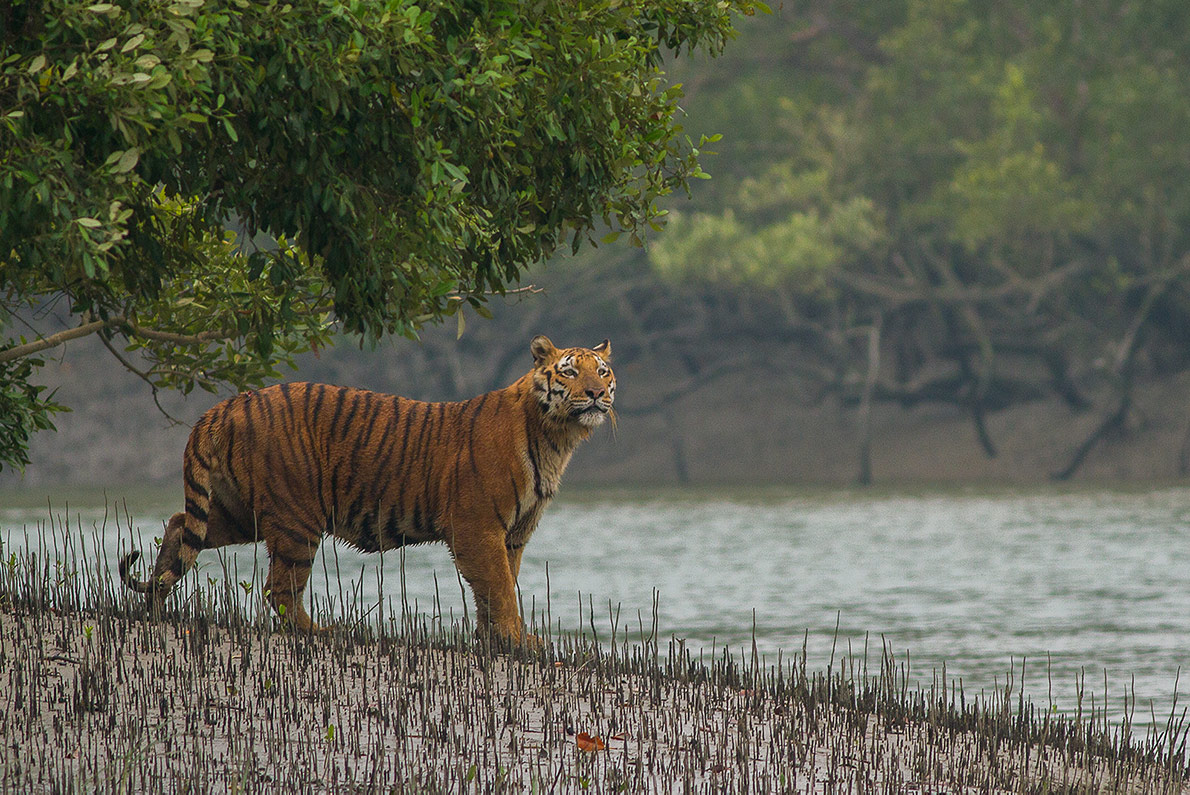 Wild Animals