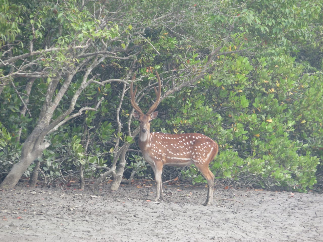 Sundarban wildlife