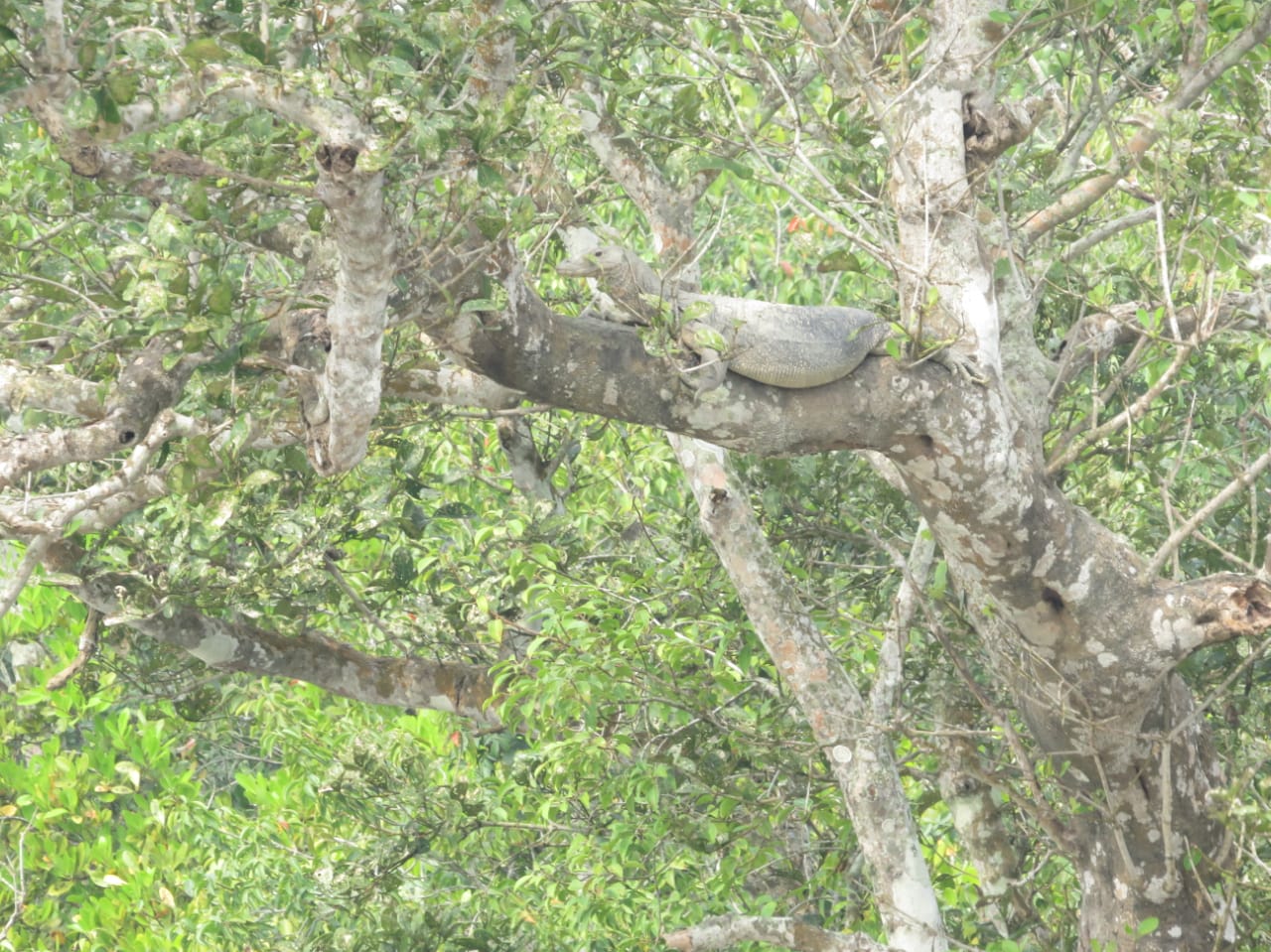 Sundarban wildlife