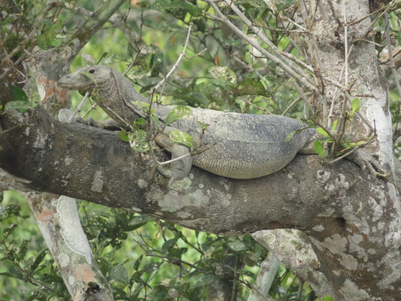 Sundarban wildlife