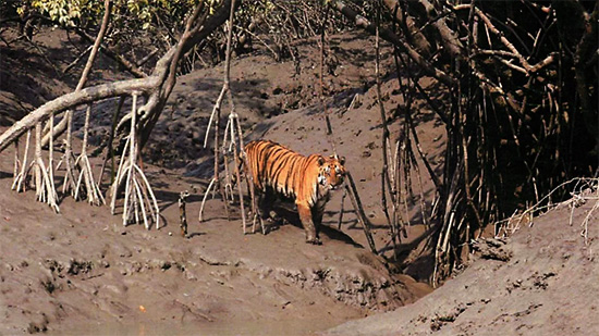 sundarbantigersafari