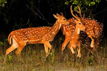 Sundarban 1 Night 2 Days