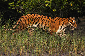 Sundarban 1 Night 2 Days