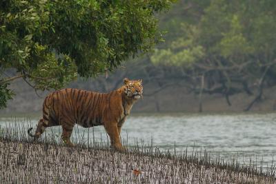 Wild Animals